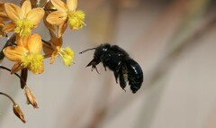 Xylocopa sonorina