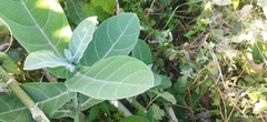 Calotropis procera