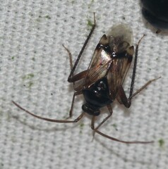 Eustictus