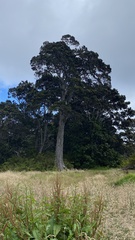 Metrosideros polymorpha