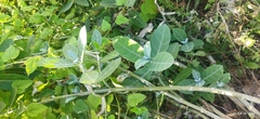 Calotropis procera