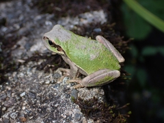 Hyla japonica