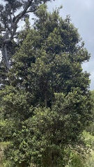 Metrosideros polymorpha