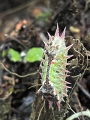 Doratifera oxleyi
