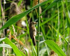 Acrocephalus scirpaceus