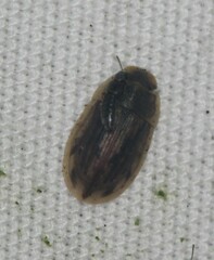 Helobata larvalis