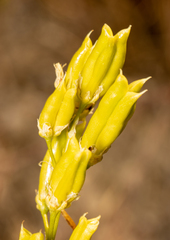 Toxicoscordion paniculatum