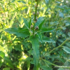 Croton bonplandianus
