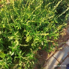 Croton bonplandianus