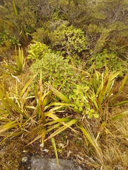 Macrolearia colensoi