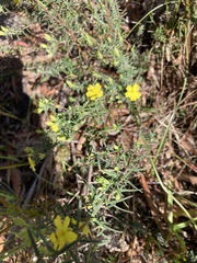 Hibbertia riparia