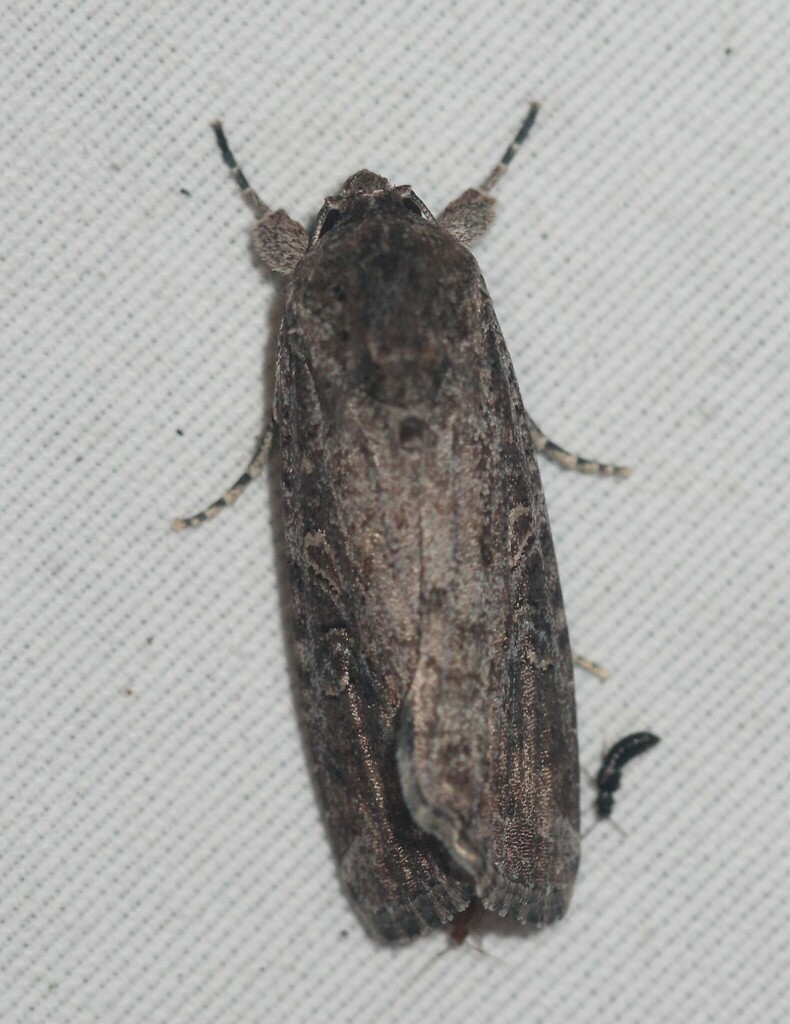 Fall Armyworm Moth from South Side, Corpus Christi, TX, USA on October ...
