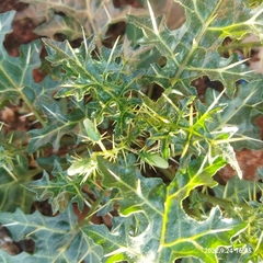 Solanum virginianum