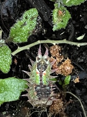 Doratifera oxleyi