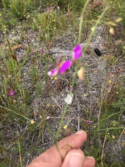 Polygala pappeana