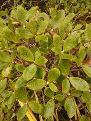 Macrolearia colensoi