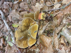 Neoboletus erythropus