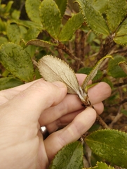 Macrolearia colensoi