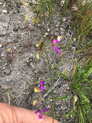 Polygala pappeana