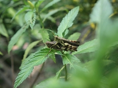 Xenocatantops humilis