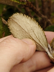 Macrolearia colensoi