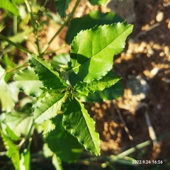 Croton bonplandianus