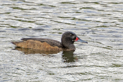 Heteronetta atricapilla