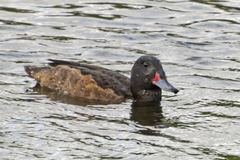 Heteronetta atricapilla