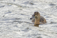 Heteronetta atricapilla