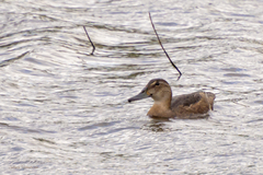 Heteronetta atricapilla