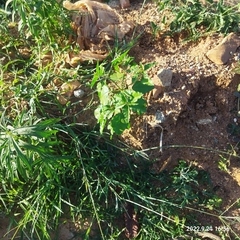 Croton bonplandianus