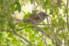 Synallaxis frontalis