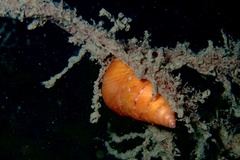 Calliostoma conulus