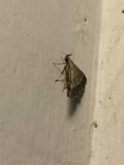 Tetanolita palligera