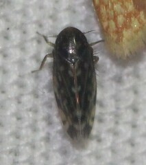 Xestocephalus