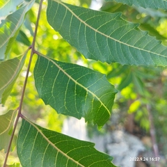 Azadirachta indica