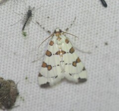 Conchylodes octonalis