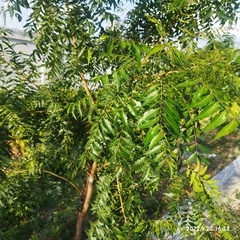 Azadirachta indica
