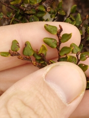 Nothofagus cliffortioides