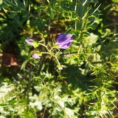 Solanum virginianum