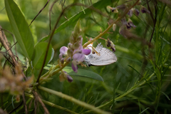 Everes lacturnus
