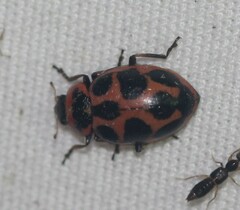 Naemia seriata