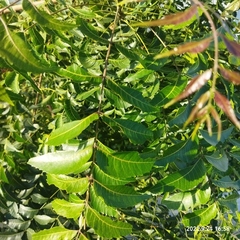 Azadirachta indica