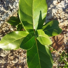 Calotropis gigantea