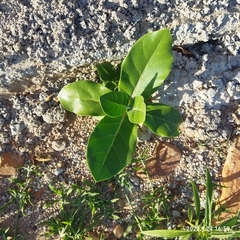 Calotropis gigantea