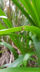 Oxyopes