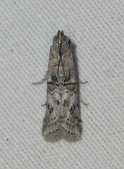 Zamagiria australella