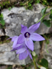 Campanula versicolor