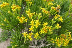Senecio sarcoides