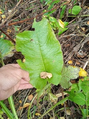 Cicerbita macrophylla uralensis